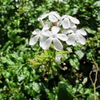 Plumbago sp. 1